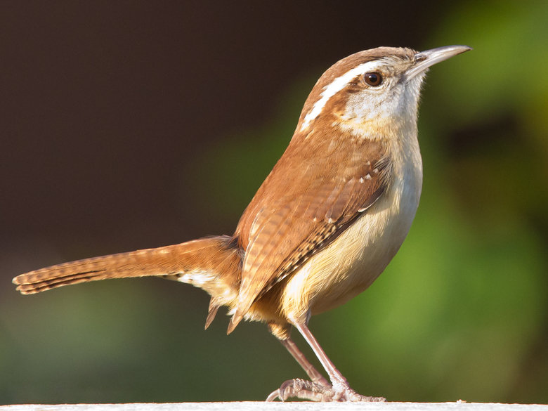 Wren comp. Wrens are medium-small to very small birds. The Eurasian wren is among the smallest birds in its range, while the smaller species from the Americas a
