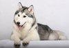 Animal comp: Dog - Siberian Husky